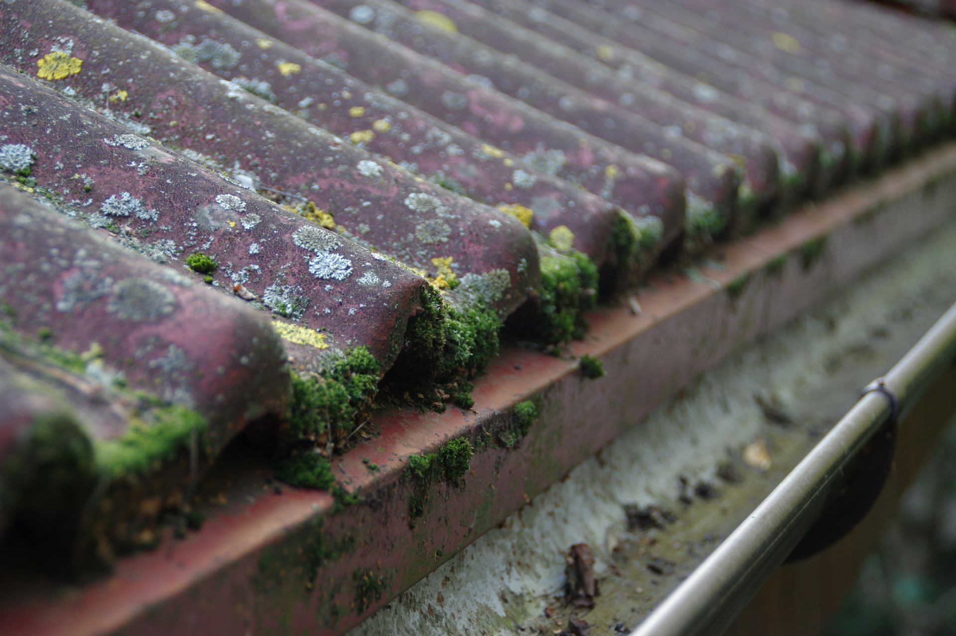 Dirty roof and gutter need cleaning. Problem with leaves and moss.